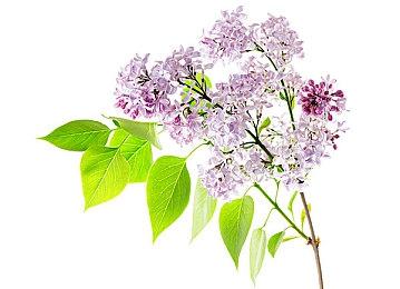 《最终幻想7重制版》游戏角色定制Mod 女神更美